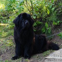 Фото: ньюфаундленд Ван Лен Тайм Орнетта