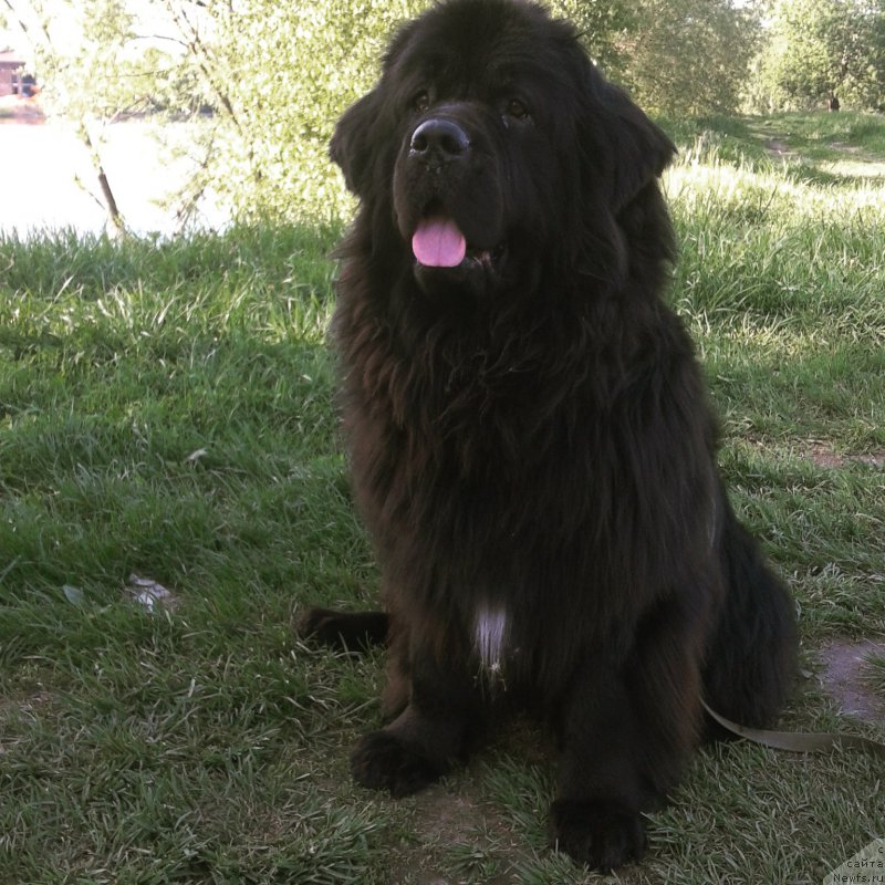 Фото: ньюфаундленд Ван Лен Тайм Орнетта