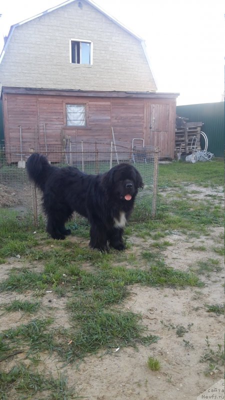 Фото: ньюфаундленд Дак Прайд Ван Гог (Dark Pride Van Gogh)