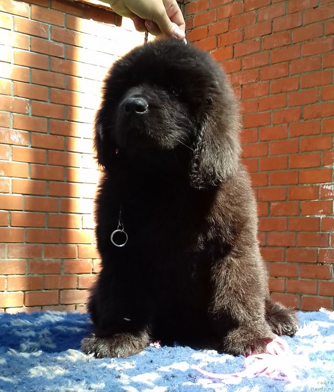 Фото: ньюфаундленд Супер Премиум Эдда-Брунхильда