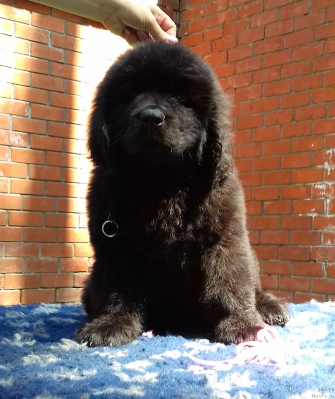 Фото: ньюфаундленд Супер Премиум Эдда-Брунхильда