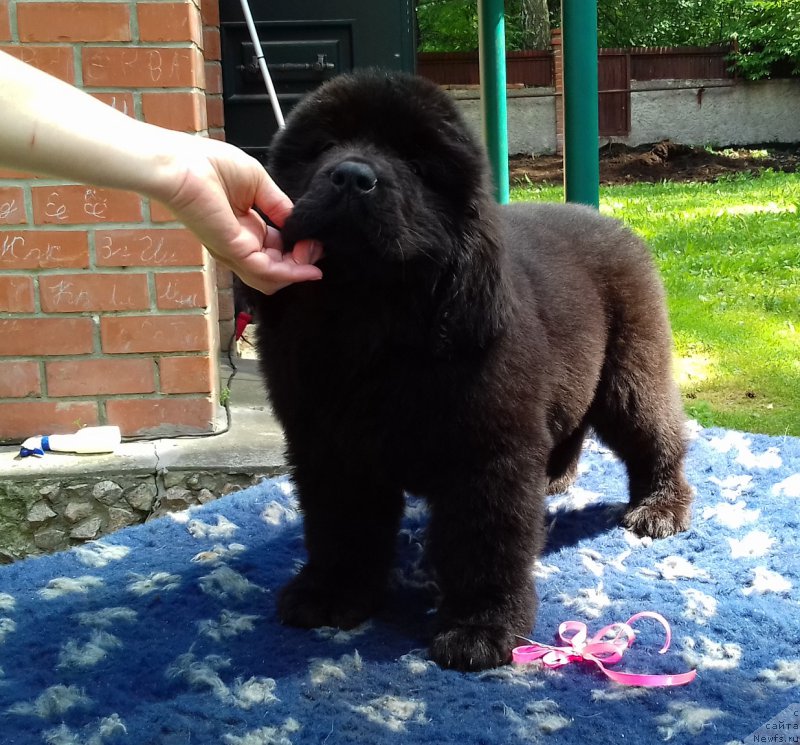 Фото: ньюфаундленд Супер Премиум Эдда-Брунхильда