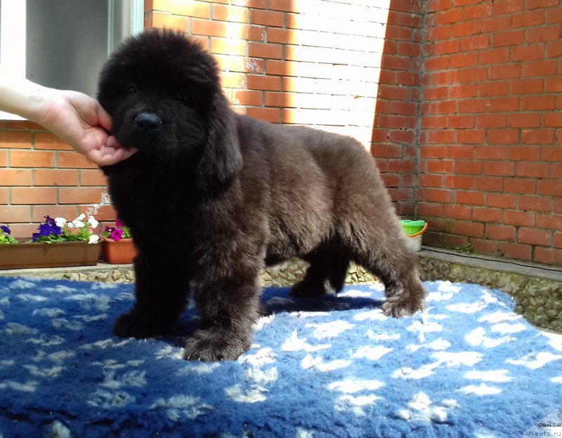 Фото: ньюфаундленд Супер Премиум Эдда-Брунхильда