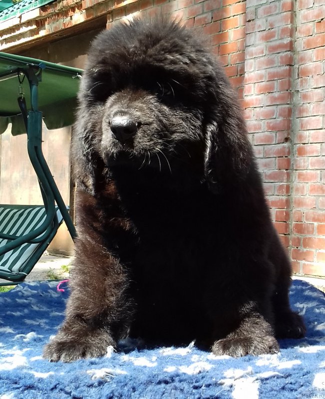 Фото: ньюфаундленд Супер Премиум Эдда-Брунхильда