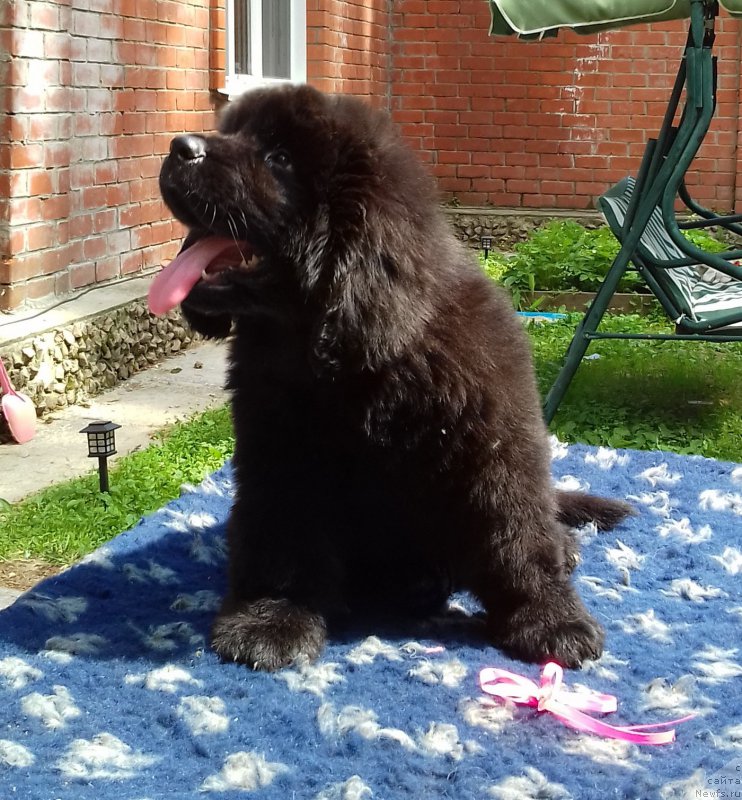 Фото: ньюфаундленд Супер Премиум Эдда-Брунхильда