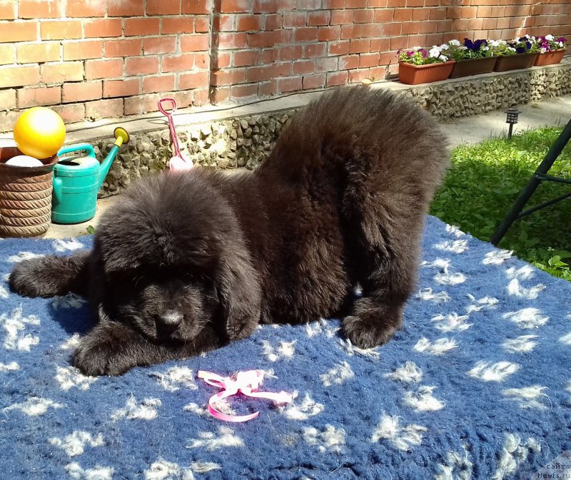 Фото: ньюфаундленд Супер Премиум Эдда-Брунхильда