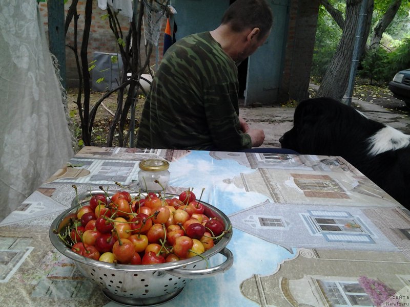 Фото: ньюфаундленд Дар Богов фром Рашн Беар