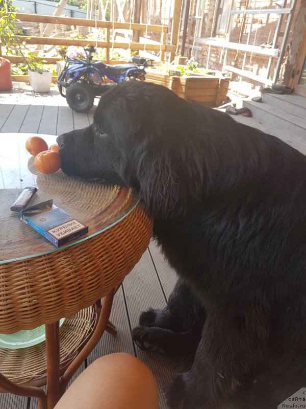 Фото: ньюфаундленд Талисман Моря Корвет (Talisman Morya Korvet)