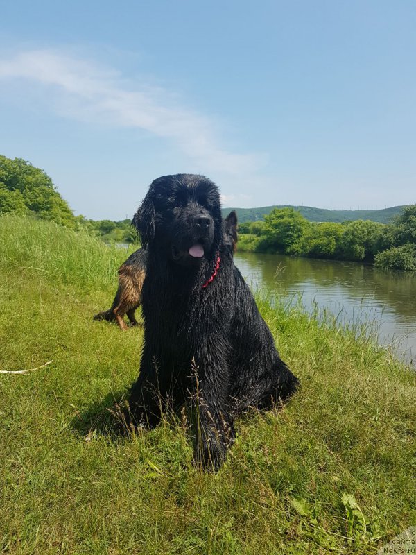 Фото: ньюфаундленд Талисман Моря Корвет (Talisman Morya Korvet)