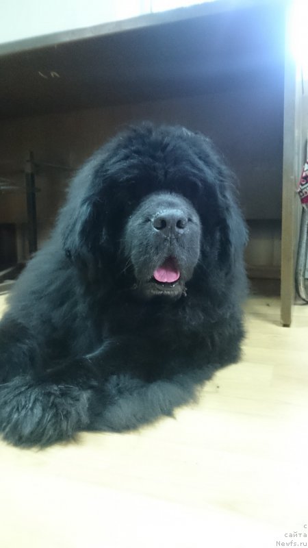 Фото: ньюфаундленд Супер Премиум Амелия Экшен