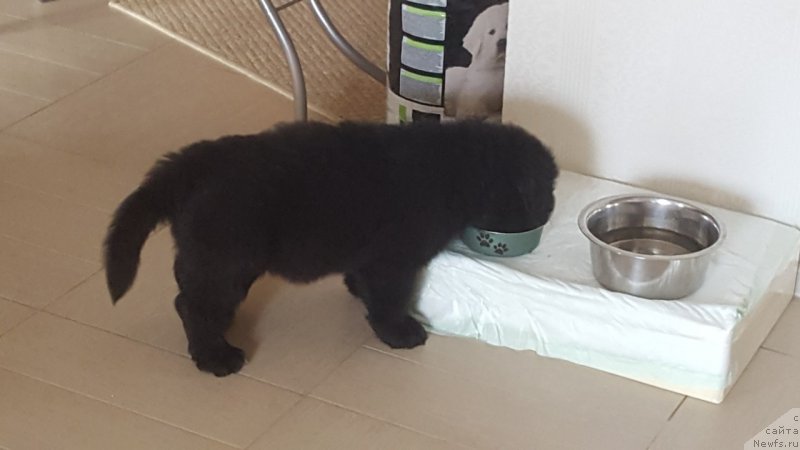 Фото: ньюфаундленд Инвайтинг Лук оф Лав (Inviting Look of Love)