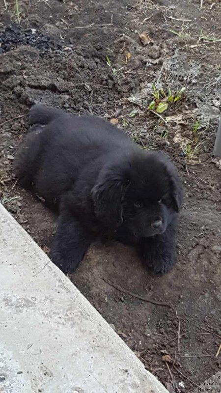 Фото: ньюфаундленд Инвайтинг Лук оф Лав (Inviting Look of Love)