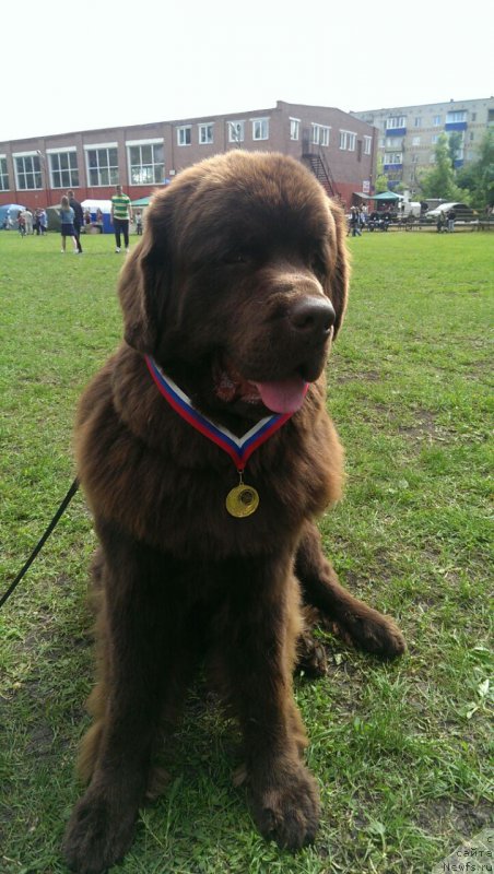 Фото: ньюфаундленд Браунблад МСК Брем Берри
