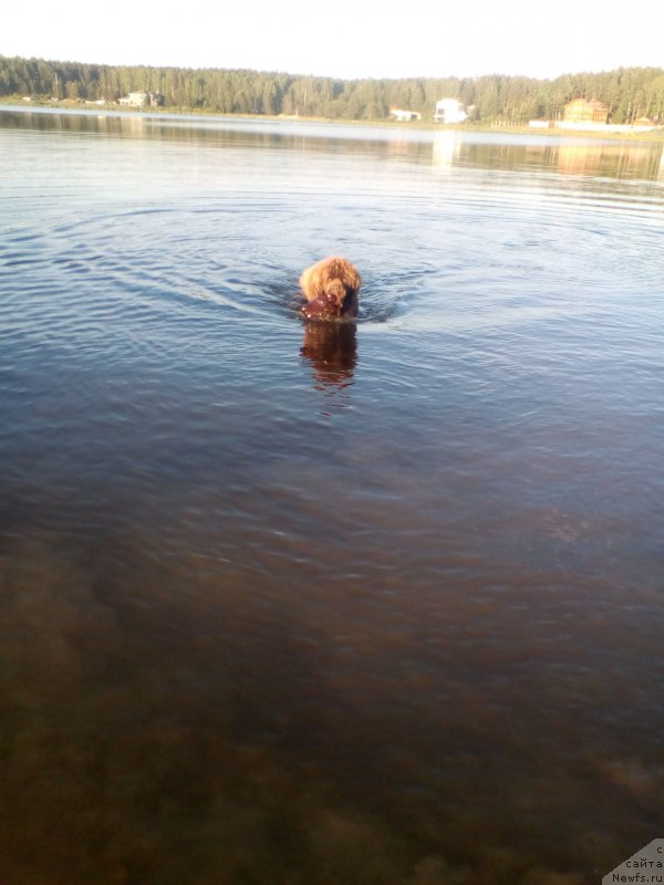 Фото: ньюфаундленд Браунблад МСК Велес Алистер (Brownblood MSK Veles Alister)