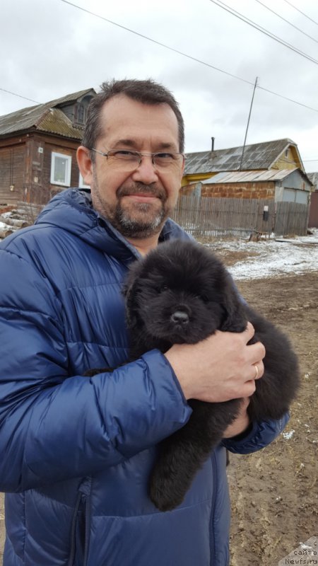 Фото: ньюфаундленд Инвайтинг Лук оф Лав (Inviting Look of Love)