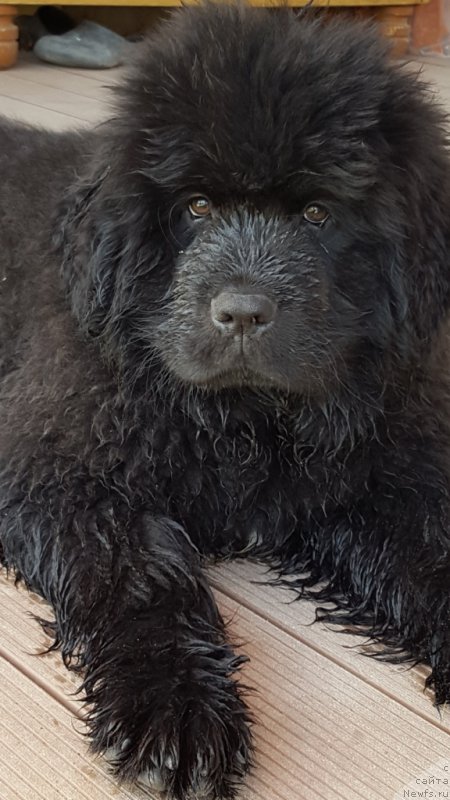 Фото: ньюфаундленд Инвайтинг Лук оф Лав (Inviting Look of Love)