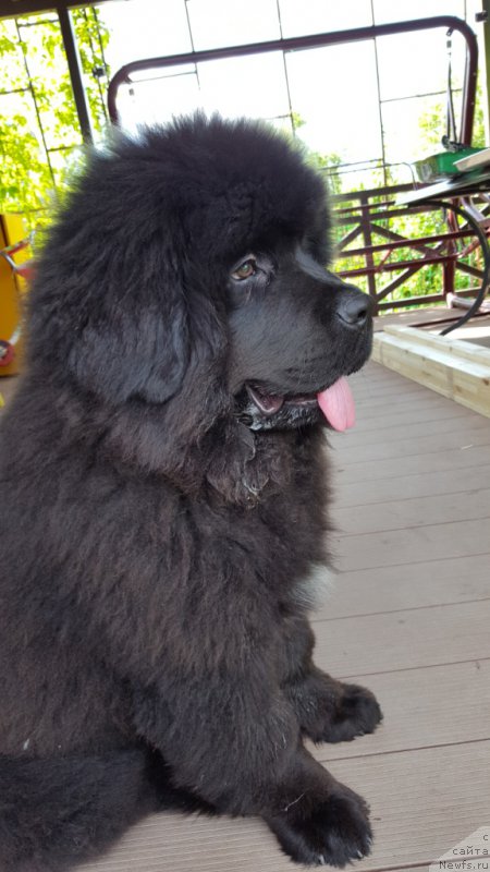 Фото: ньюфаундленд Инвайтинг Лук оф Лав (Inviting Look of Love)