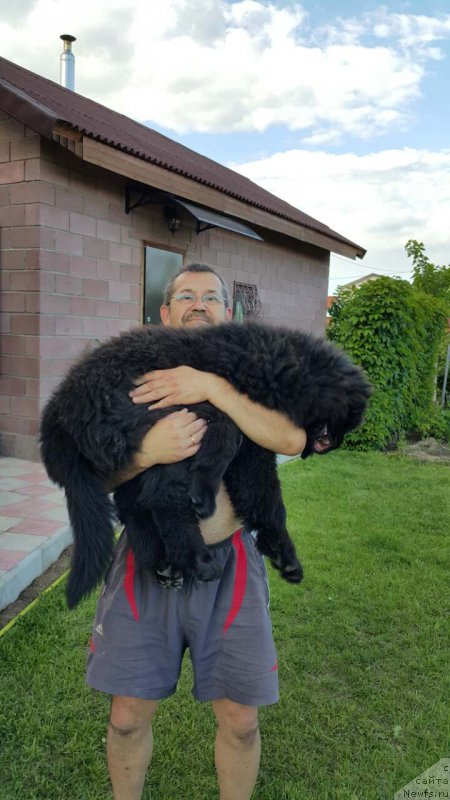 Фото: ньюфаундленд Инвайтинг Лук оф Лав (Inviting Look of Love)