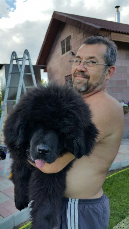 Фото: ньюфаундленд Инвайтинг Лук оф Лав (Inviting Look of Love)