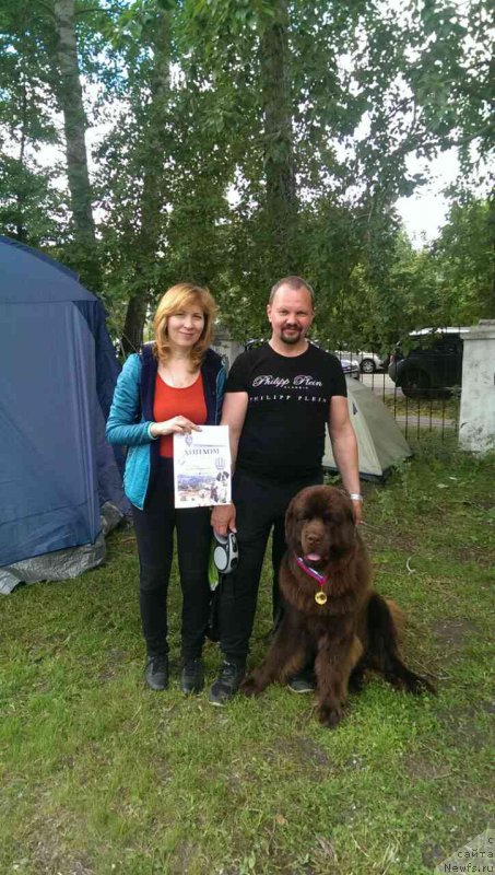 Фото: ньюфаундленд Браунблад МСК Брем Берри