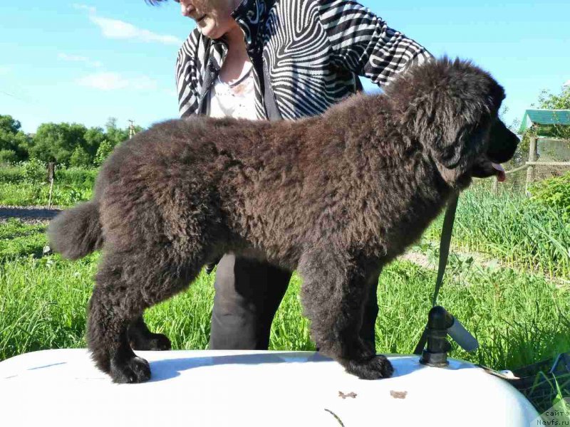 Фото: ньюфаундленд Ирада Славная Дочь Матвея