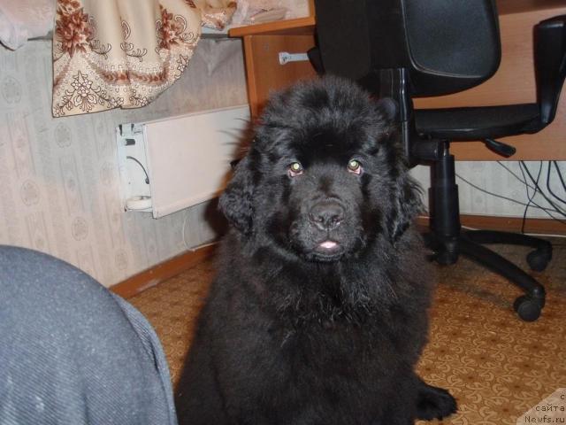 Фото: ньюфаундленд Красивая Затея