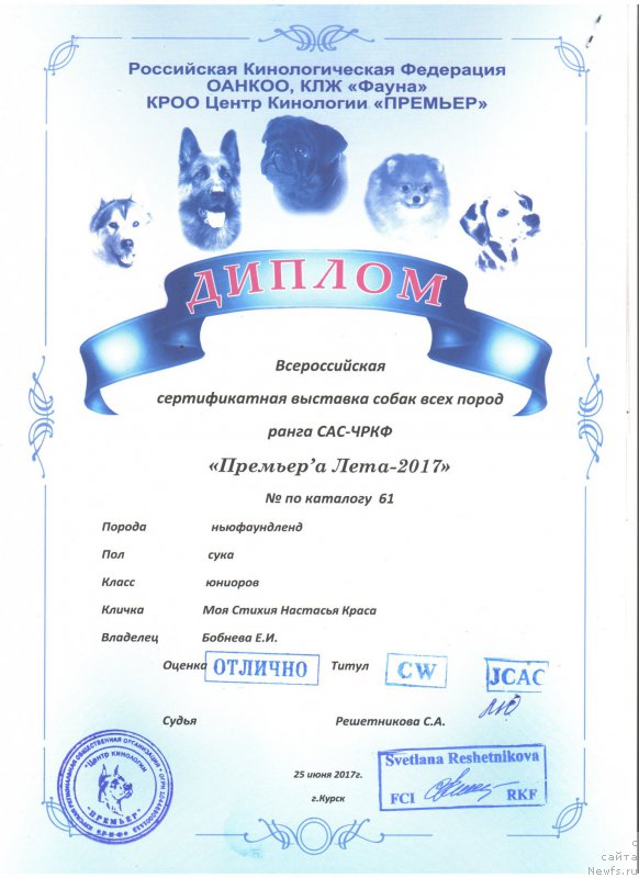 Фото: ньюфаундленд Моя Стихия Настасья Краса (Moya Stikhiya Nastasya Krasa)