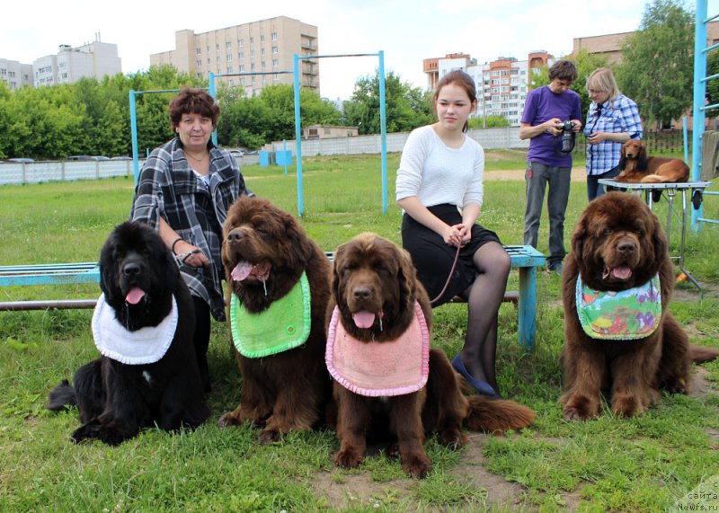 Фото: ньюфаундленд Мерседес Вялiкi Мядзведзь (Mercedes Vialiki Miadzvedz), ньюфаундленд Чармер Денкам Бронз (Charmer Denkam Bronze), ньюфаундленд Браунблад МСК Ауди Рэд Лэсс (Brownblood MSK Audi Red Less), ньюфаундленд Чарли Де Бест Хелфи Пэл (Charli The Best Helfi Pel), Елена Шмелева, Мария Шмелева