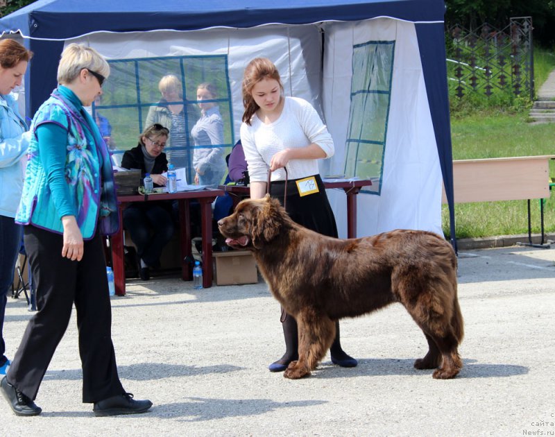 Фото: ньюфаундленд Браунблад МСК Ауди Рэд Лэсс (Brownblood MSK Audi Red Less), Мария Шмелева