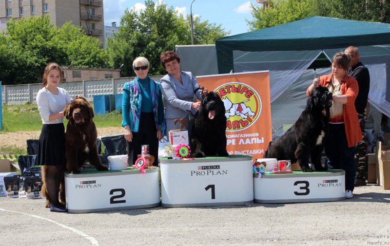 Фото: ньюфаундленд Браунблад МСК Ауди Рэд Лэсс (Brownblood MSK Audi Red Less), Мария Шмелева