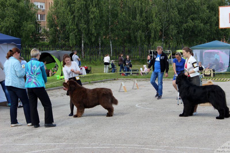 Фото: ньюфаундленд Чармер Денкам Бронз (Charmer Denkam Bronze), Мария Шмелева
