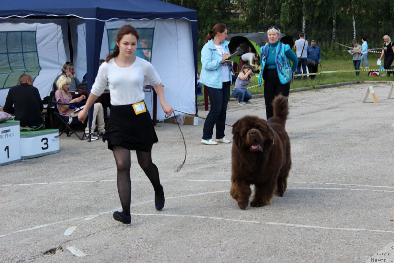 Фото: ньюфаундленд Чармер Денкам Бронз (Charmer Denkam Bronze), Мария Шмелева