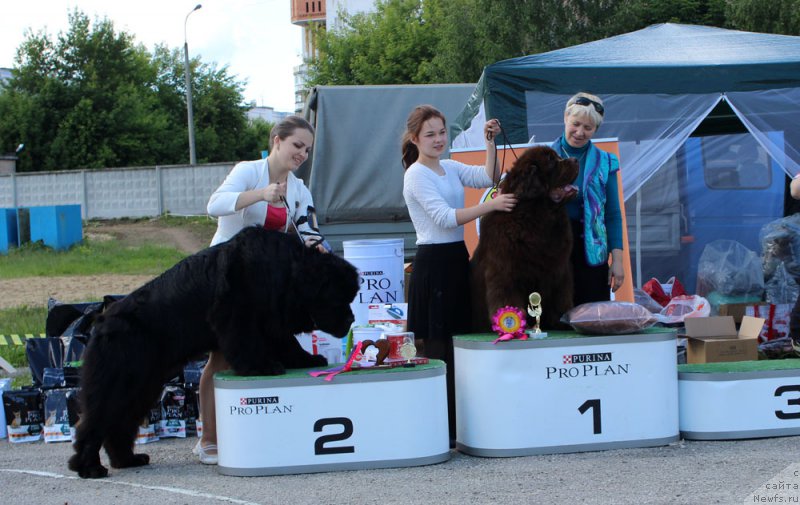 Фото: ньюфаундленд Чармер Денкам Бронз (Charmer Denkam Bronze), Мария Шмелева