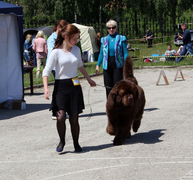Фото: ньюфаундленд Чарли Де Бест Хелфи Пэл (Charli The Best Helfi Pel), Мария Шмелева