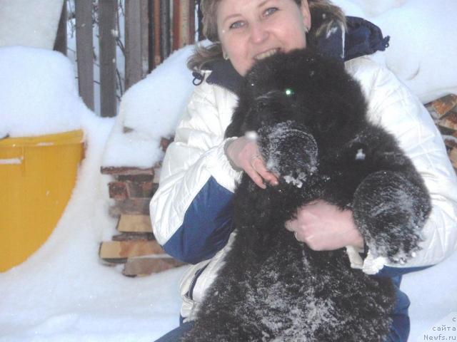 Фото: ньюфаундленд Кудесник Звездный