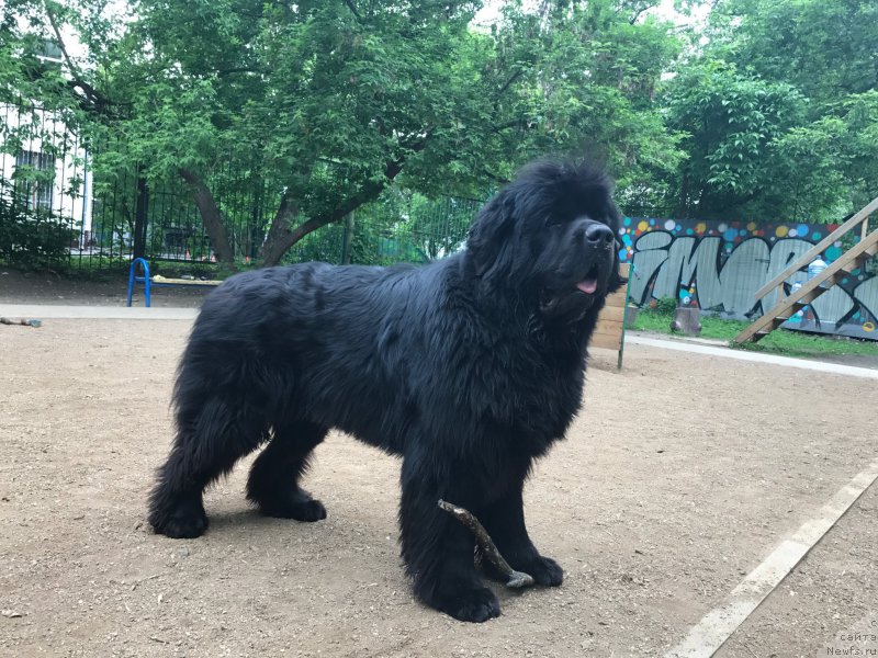 Фото: ньюфаундленд Их Высочество Бишоп Карл (Ih Visochestvo Bishop Karl)