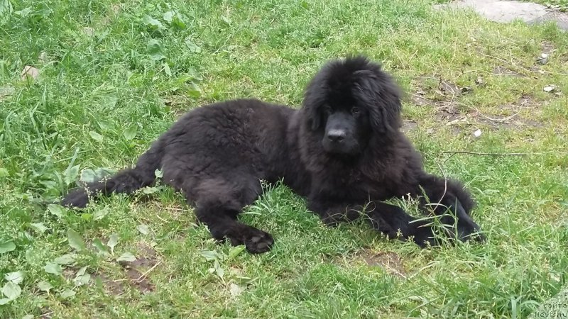 Фото: Ирина Хватышева, ньюфаундленд Белкондер-Клаб Перигей