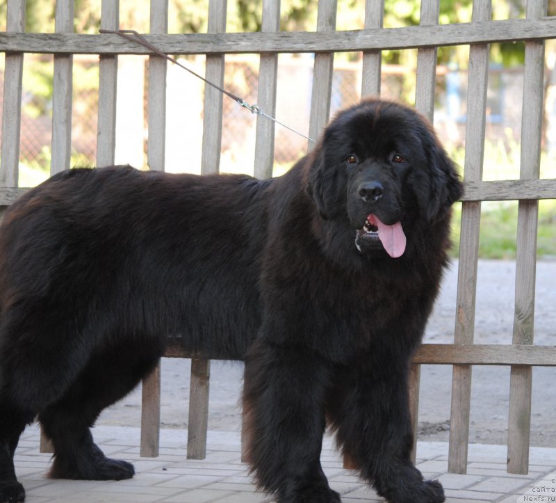 Фото: ньюфаундленд Моя Стихия Настасья Краса (Moya Stikhiya Nastasya Krasa)