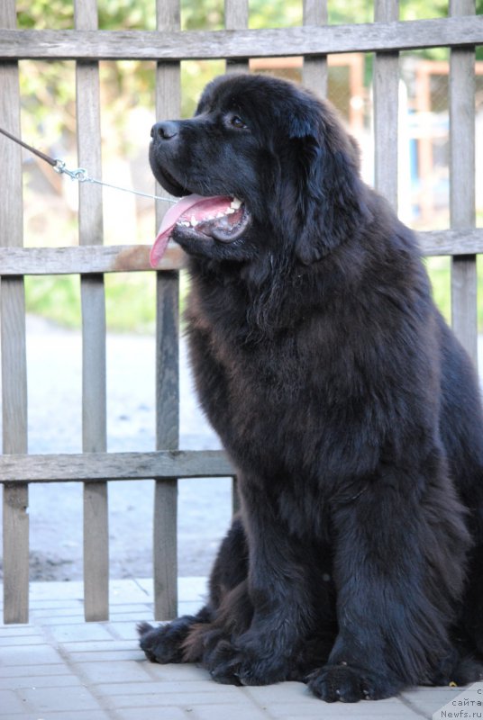 Фото: ньюфаундленд Моя Стихия Настасья Краса (Moya Stikhiya Nastasya Krasa)