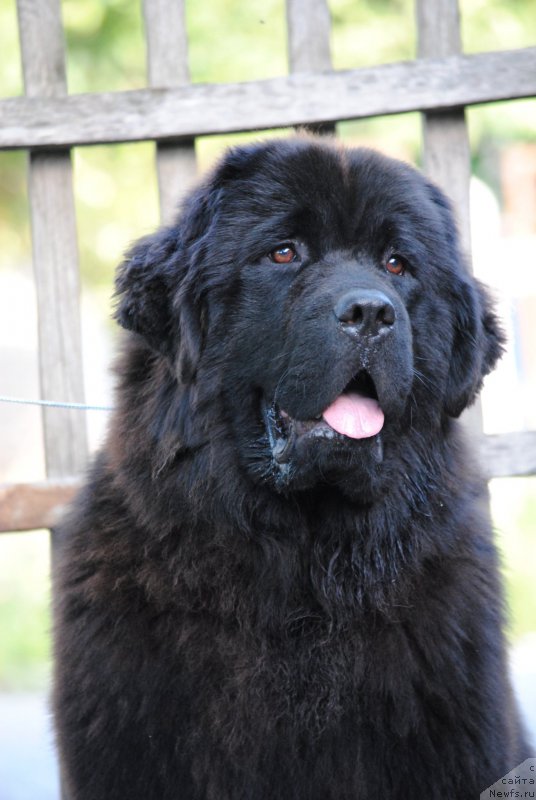 Фото: ньюфаундленд Моя Стихия Настасья Краса (Moya Stikhiya Nastasya Krasa)