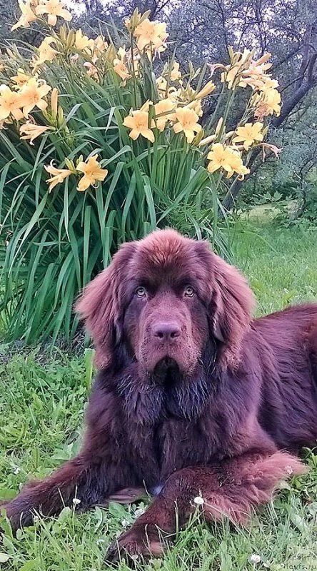 Фото: ньюфаундленд Браунблад МСК Альпина Гуардиан Соул (Brownblood MSK Alpina Guardian Soul)