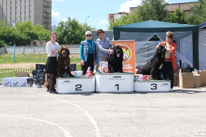 Фото: ньюфаундленд Браунблад МСК Ауди Рэд Лэсс (Brownblood MSK Audi Red Less), ньюфаундленд Corporevaill Dear Heart, ньюфаундленд Даркфлайт Жаркая Полночь (Darkflight Zharkaya Polnoch)