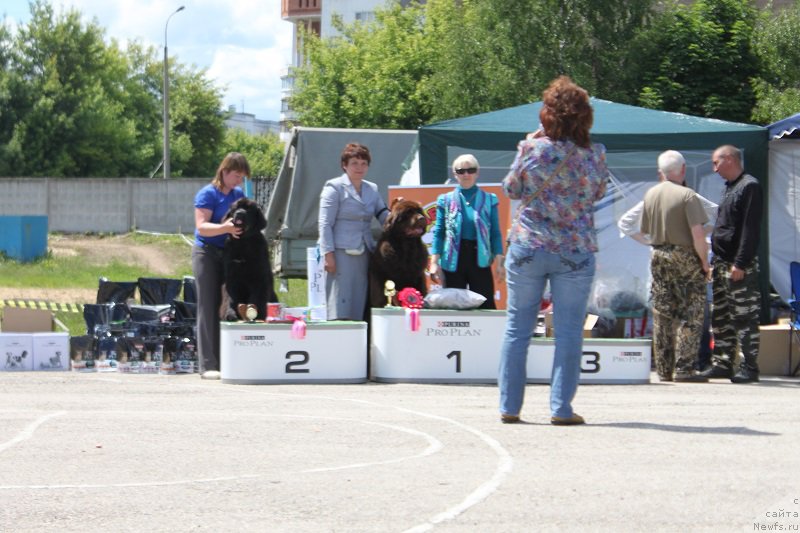 Фото: ньюфаундленд Есения с Берега Дона (Eseniya s Berega Dona), ньюфаундленд Зимушка Зима из Уникальной Коллекции (Zimushka Zima iz Unikalnoy Kollektsii)