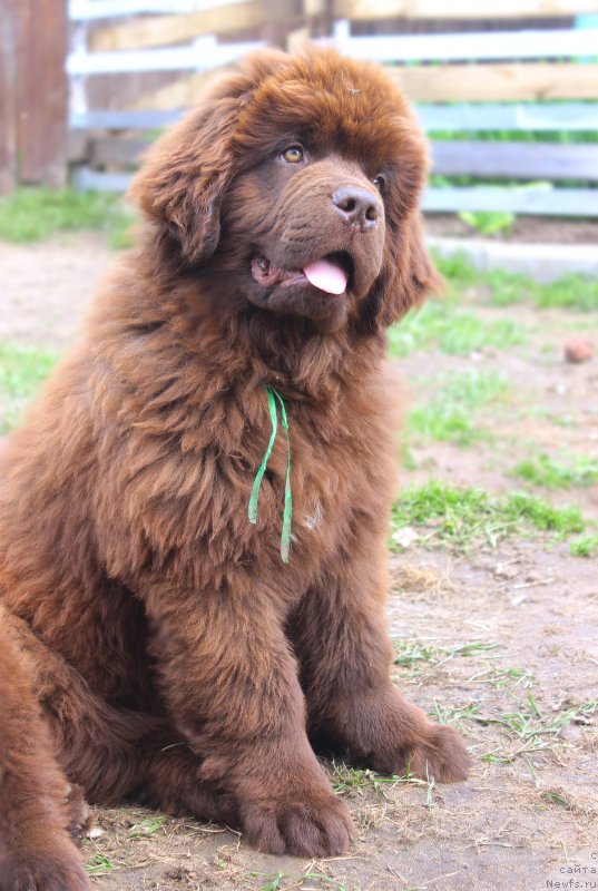 Фото: ньюфаундленд Браунблад МСК Джой Орсон