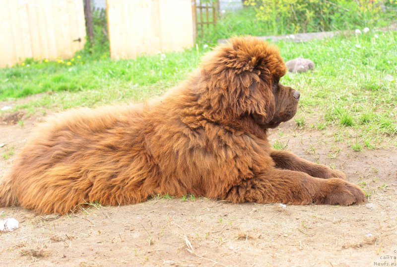 Фото: ньюфаундленд Браунблад МСК Джой Орсон