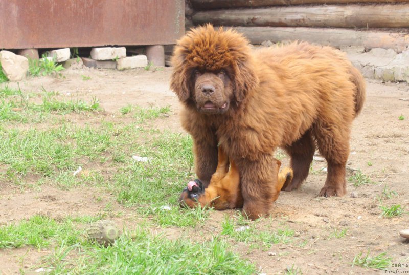 Фото: ньюфаундленд Браунблад МСК Джой Орсон