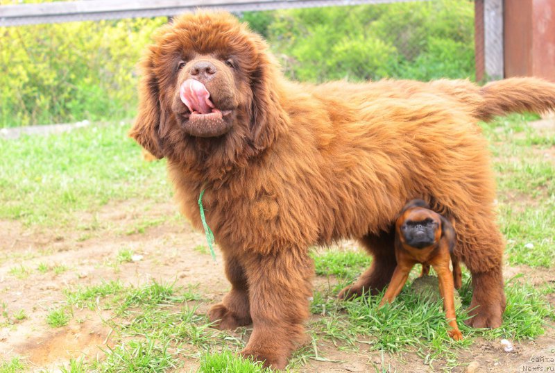 Фото: ньюфаундленд Браунблад МСК Джой Орсон