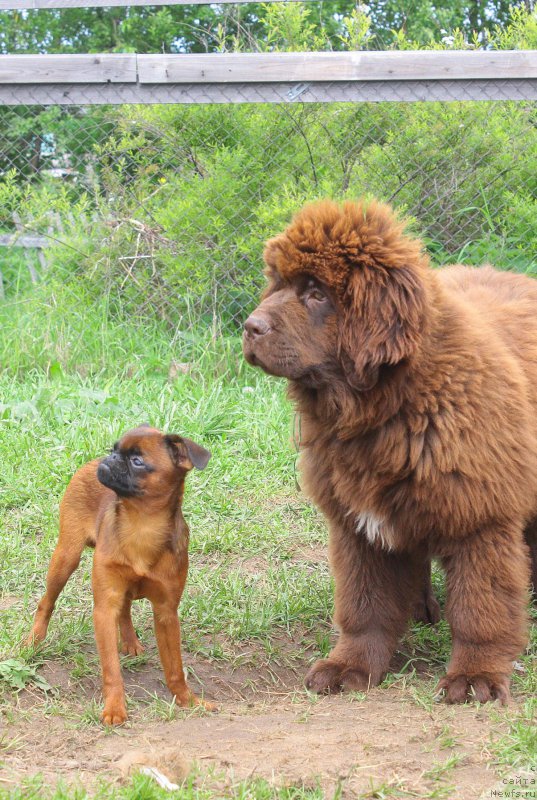 Фото: ньюфаундленд Браунблад МСК Дрими Эйн (Brownblood MSK Drimi Ein)