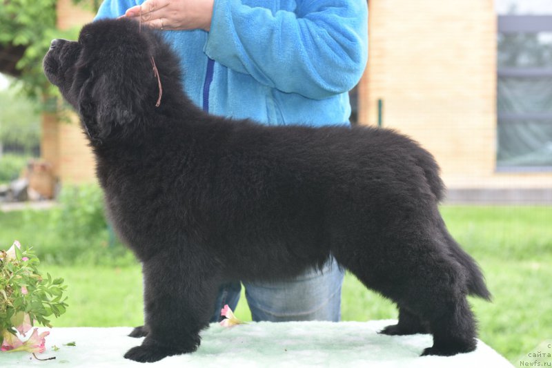 Фото: ньюфаундленд Стеалбеарс Агейн э Гэйм (Stealbears Again a Game)