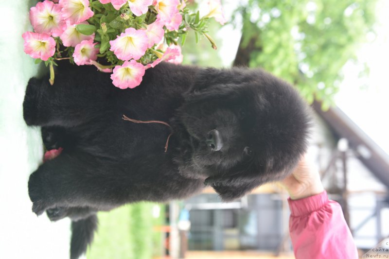 Фото: ньюфаундленд Стеалбеарс Агейн э Гэйм (Stealbears Again a Game)